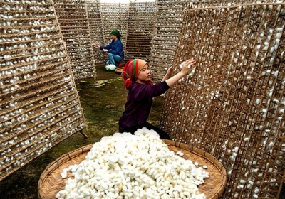 Nuôi Tằm Lên Kén